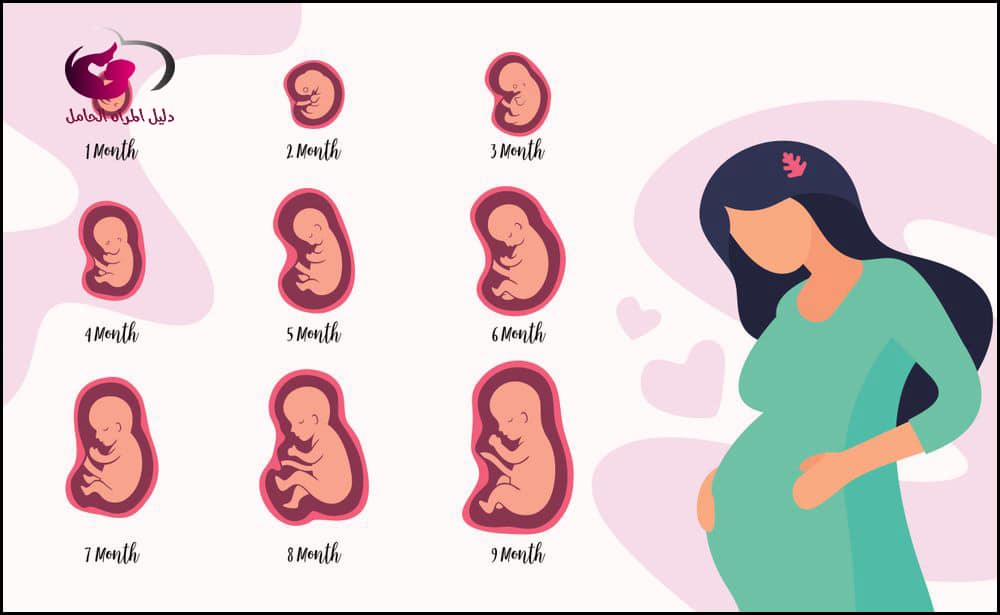 مراحل تطور ما قبل الولادة