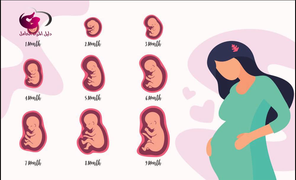 مراحل نمو الجنين بالصور شهريا في بطن امه بالتفصيل