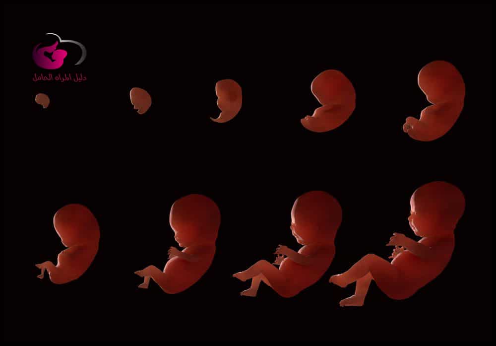 مراحل نمو الجنين بالصور شهريا في بطن امه بالتفصيل دليل المرأة الحامل
