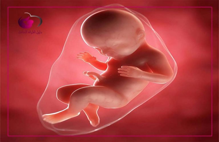 شكل الجنين في الشهر السابع تطورات نمو الجنين في الشهر السابع