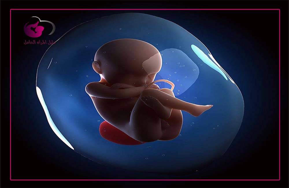 وضعية الجنين في الشهر الثامن من الحمل