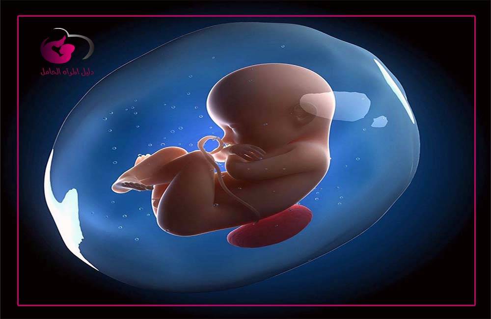 وضعية الجنين في الشهر الثامن من الحمل تطور نمو الجنين فى الشهر الثامن